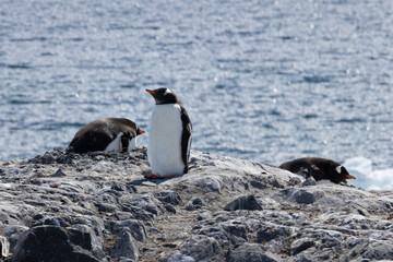 Naklejka premium Penguins in Antarctica