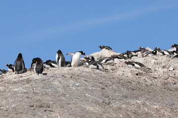 Obraz premium Penguins in Antarctica
