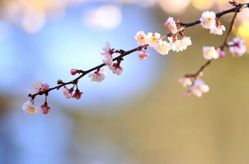 Delicate Cherry Blossom Branch Gently Swaying Against a Soft Blue Background Evoking Springtime Serenity
