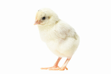 A yellow chick stands on a flat hand, looking forward with a soft, fluffy appearance