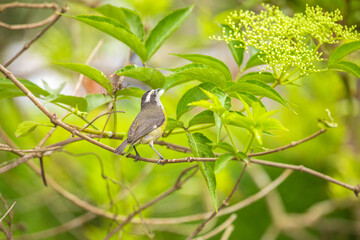 Coereba flaveola mielero comun little black gray and yellow bird in Lima Peru perching