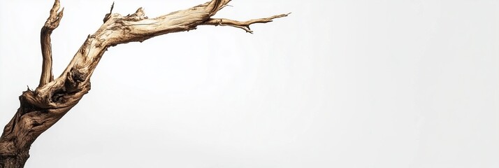 Fototapeta premium Isolated tree branch against bright background texture and form with minimalist aesthetic Nature elegance