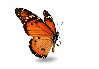 Obraz premium butterfly isolated on white background.