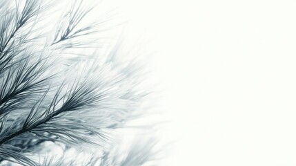 Fototapeta premium Pine needles closeup, winter, white background, nature design