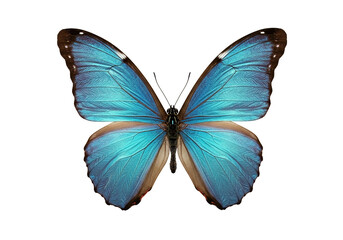 tropical butterfly isolated on white background.