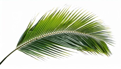 Obraz premium coconut palm leaf isolated for object and retouch design