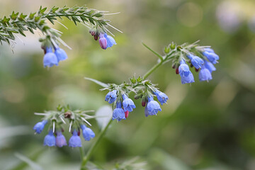 Russian Comfrey, Symphytum x uplandicum, wild flowering plant from Finland
