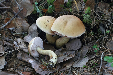 Bitter bolete, Tylopilus felleus, also known as bitter tylopilus, wild bolete fungus from Finland