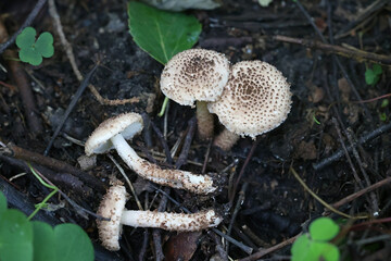 Lepiota echinacea, also called Echinoderma echinaceum, dapperling mushroom from Finland, no common English name