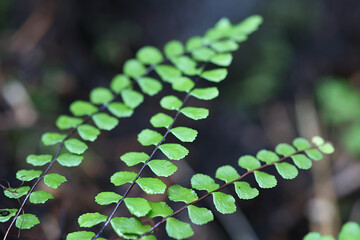 Asplenium trichomanes, known as maidenhair spleenwort, wild plant from Finland
