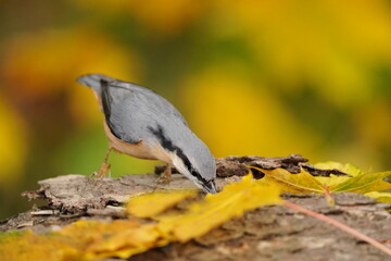 A beautiful eurasian nuthatch looks for food in autumn.  Sitta europaea