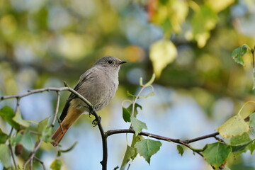 The black redstart (Phoenicurus ochruros) is a small passerine bird in the redstart genus Phoenicurus. Portrait of a female black redstart. A redstart sits on a tree. 
