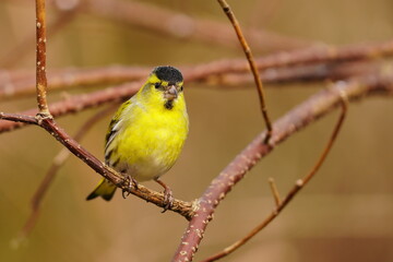 Portrait of a male eurasian siskin. Wildlife scene with a yellow bird. Carduelis spinus
