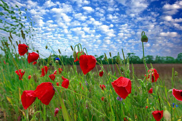 Obraz premium Blooming red poppies, Flowers and Herbs under rain, Robbinsville, New Jersey, USA
