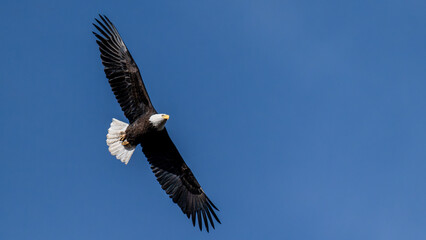 eagle in flight