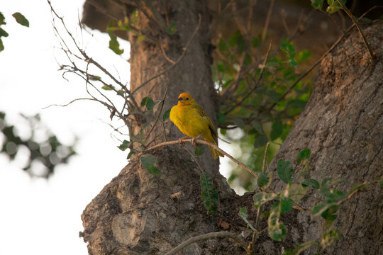 Sicalis flaveola boton de oro little yellow bird in park in Lima Peru