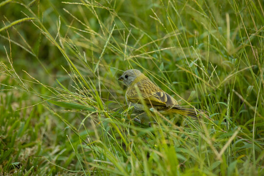 Sicalis flaveola boton de oro little yellow bird in park in Lima Peru