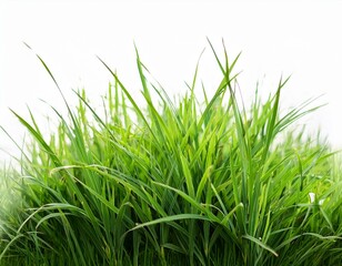 green grass isolated for object design