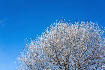 Frosty tree branches against the blue sky. Winter background.