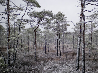Snowfall in swamp marsh bog woods beautiful pine trees winter