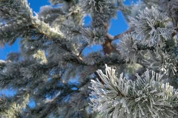 natural background, fir branches in hoarfrost against the blue sky