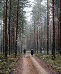 Obraz premium Two persons in snowfall in green pine forest with a curved road disappearing inthe trees vertical