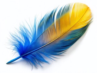 Vibrant Blue and Yellow Feather on White: Nature & Art Stock Photo
