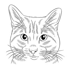 vector illustration of a cat