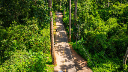 An aerial view of a serene road winding through a dense tropical forest, surrounded by towering...