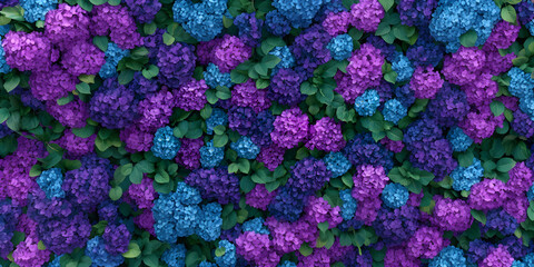 Background full of hydrangea flowers and leaves. Brightly colored hydrangea garden.