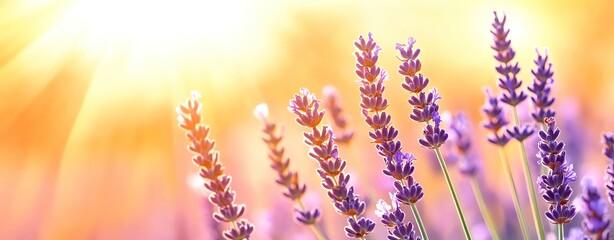 Close-up view of vibrant lavender flowers under warm sunlight, creating a serene and calming atmosphere.