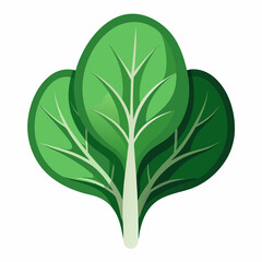 tender spinach with smooth curves 