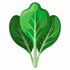 tender spinach with smooth curves 