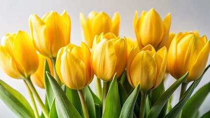 Vibrant Yellow Tulips Isolated on White: Spring Flower Stock Photo
