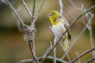 Female Layard's weaver shouting near a nest under construction. Ploceus cucullatus, Bioparc, Doué la Fontaine, Doué en Anjou, Maine et Loire 49, Région Pays de la Loire, France, European Union, Europe
