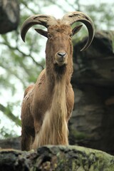 Close-up portrait of an Asiatic mouflon, showcasing the majestic beauty of this wild species native to the rugged landscapes. Taman Safari, Indonesia - August 16, 2019