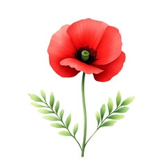 Vibrant red poppy flower with green leaves.