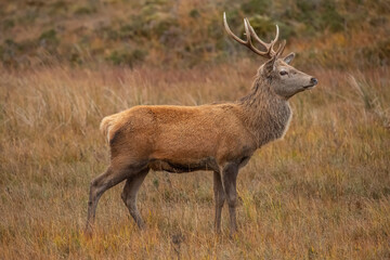 Red deer stag close up on moorland in Scotland