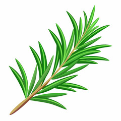 Fototapeta premium needle like rosemary sprig fresh