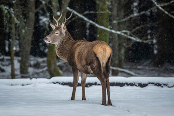Red deer stag close up on moorland in Scotland in the snow in winter