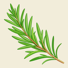 Obraz premium needle like rosemary sprig fresh