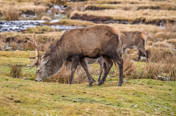 Red deer stag eating close up on moorland in Scotland