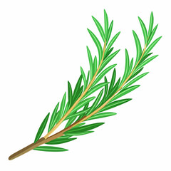 Fototapeta premium needle like rosemary sprig fresh