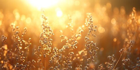 Golden sunlight illuminating delicate plants in a meadow