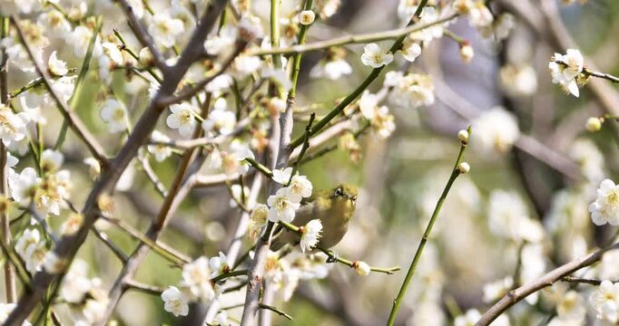 warbling white-eye or japanese white-eye drinking sweet nectar from white apricot flowers in a garden