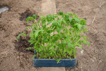 Farmer plants tomato seedlings in organic garden.  Planting and gardening at springtime