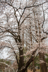 국립현충원의 봄