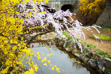 국립현충원의 봄