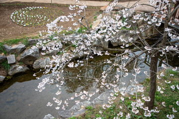 국립현충원의 봄