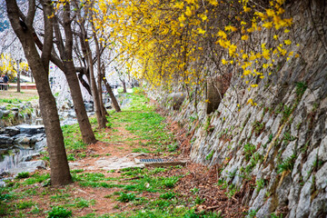 국립현충원의 봄